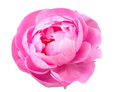 Minimal Macro Composition of Peony Flower, Centered, Isolated on Transparent Background - Powered by Adobe