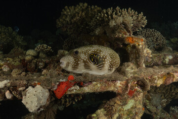 Fish swimming in the Red Sea, colorful fish, Eilat, Israel
