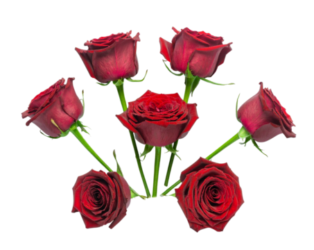 Minimal Red Rose Bouquet with Gentle Shadow, Centered Composition, Isolated on Transparent Background