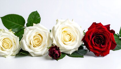 White and red roses on a white background