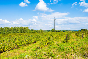 Raspberry plantation and green farming landscape, Roztocze region, Poland