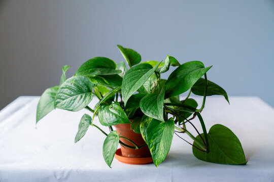 Portr&auml;t einer Efeutute (Epipremnum aureum) in einem Terrakotta-Topf, Zimmerpflanze mit Ranken