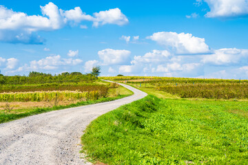 Rural countryside road along green farming fields in summer, Roztocze region, Poland