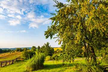 Apricot tree with fruits in orchard in summer season, Roztocze region, Poland