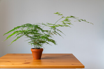 Porträt eines Zierspargels (Asparagus setaceus) in einem Terrakotta-Topf auf einem Holztisch