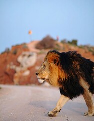 Lion walking on dusty path, hills in background