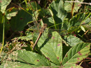 Dragonfly resting on green leaves in sunlight
