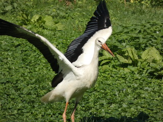 White stork spreading wings in green meadow