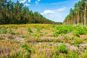 Heather plants in green forest of Solska Wilderness, Roztocze region, Poland