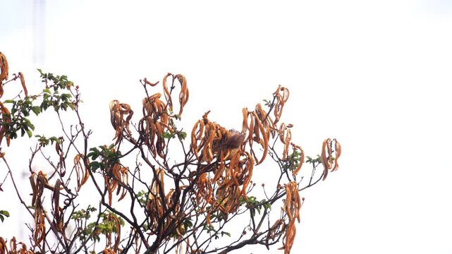 Guira Cuckoo (Guira guira) Perched on a Tree