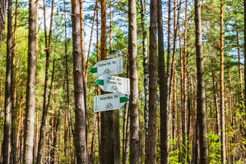 Cycling route signs on tree along forest road in Solska Wilderness, Roztocze region, Poland