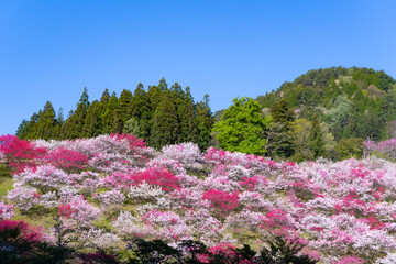 長野県阿智村　花桃の里