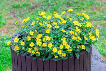 Sanvitalia ampelous is an annual plant of the Asteraceae family in a flower pot.