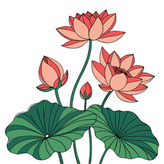 Pink Lotus Flowers and Buds with Green Leaves on White Background bloom blossom