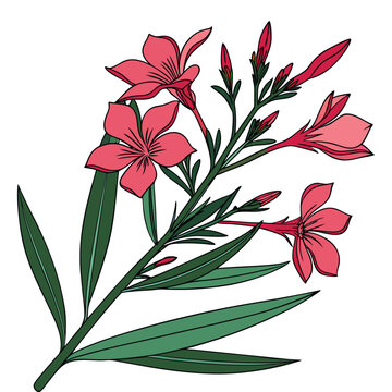 Pink Oleander Flowers and Buds with Green Leaves on White Background nerium oleander