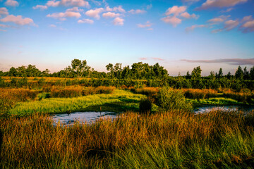 A marshy pond covered with algae, with tree stumps and surrounded by green forest, appears tranquil...