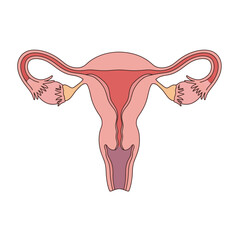 Female Reproductive System Anatomy Illustration