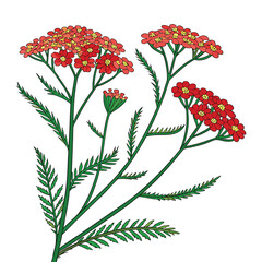Red Yarrow Flowers with Fern-like Leaves on White Background achillea orange © Hafiz