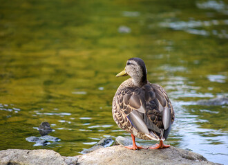 Duck standing on a rock by the water