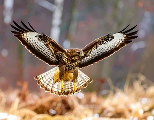 Tableau sur aluminium  Bird of Prey in Flight  © beyond