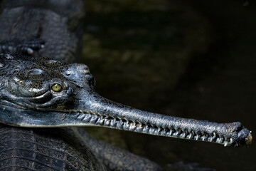 The Gharial (Gavialis gangeticus).