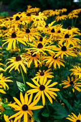 Park Yellow Flowers Background