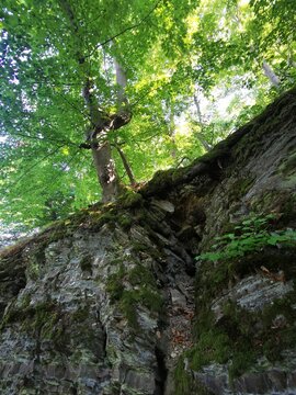 Baumwurzel klammert sich an eine moosbewachsene Felswand, dar&uuml;ber leuchtet dichtes gr&uuml;nes Laub im Sonnenlicht. Naturdetail am Urwaldsteig im Kellerwald. &copy; Sarah B&ouml;mer