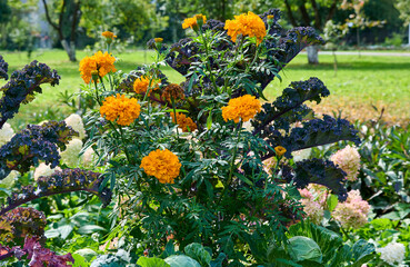 Beautiful garden with bright, varied flowers and greenery