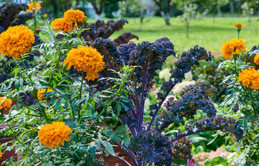 Beautiful garden with bright, varied flowers and greenery