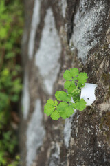 Leaves grew from a hose stuck in a cement wall.