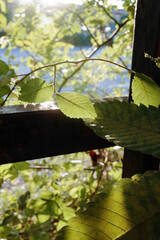 The sunlight is pouring down strongly on the light green leaves.