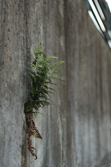 Plants are growing between cement walls.