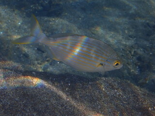 Naklejka premium Salema 