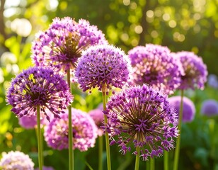 Fototapeta premium Cluster of purple allium flowers in sunlight
