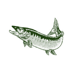 Vintage trout fish vector illustration