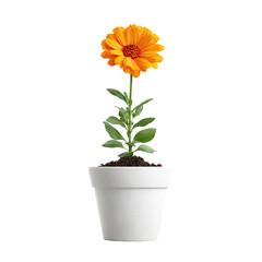 Fototapeta premium Bright orange gerbera flower in white pot, isolated on transparent cutout background