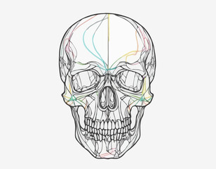 Human skull in colors sketch hand drawn in doodle style Vector illustration.