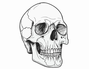 Human skull in colors sketch hand drawn in doodle style Vector illustration.