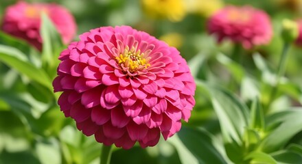 Vibrant Pink Zinnia Flower in Full Bloom.