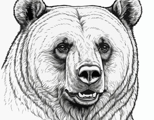 Beautiful realistic bear portrait hand drawn engraving sketch Vector illustration.