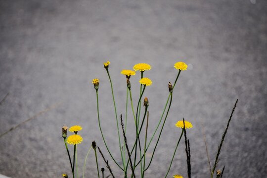 Yellow Flowers on a Neutral Background