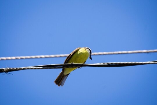 Bird on a wire against the blue sky