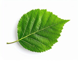 Obraz premium green leaf isolated on white