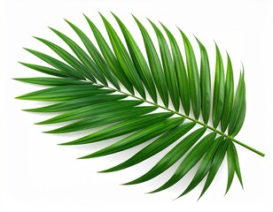 Fototapeta premium green leaf isolated on white