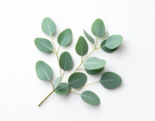 branch with green leaves