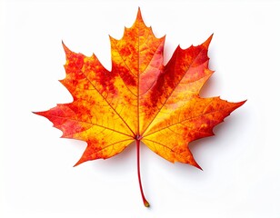 Fototapeta premium red maple leaf