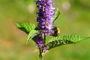 Fototapeta premium Close up Common carder bee (Bombus pascuorum), family Apidae on flowering anise hyssop (Agastache foeniculum), family Lamiaceae. Dutch garden, September