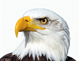 Obraz premium Close-up portrait of a majestic bald eagle with piercing eyes, showcasing its sharp beak and keen gaze against a clean white background