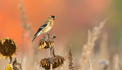 Small bird perched on dried sunflower stalks. Soft autumnal colors