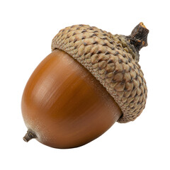 Ripe acorn showing its cap and stem on transparent background